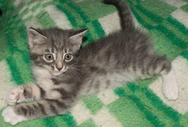 Kitten Gray Striped Little Funny Lying Blanket Pet Design — Stock Photo, Image