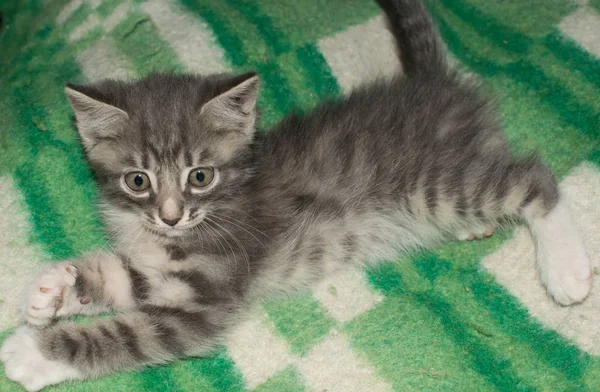 Kitten Gray Striped Little Funny Lying Blanket Pet Design — Stock Photo, Image