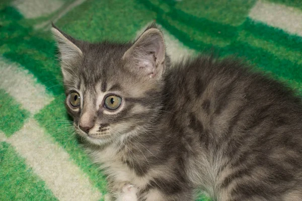 Kitten Gray Striped Little Funny Lying Blanket Pet Design — Stock Photo, Image