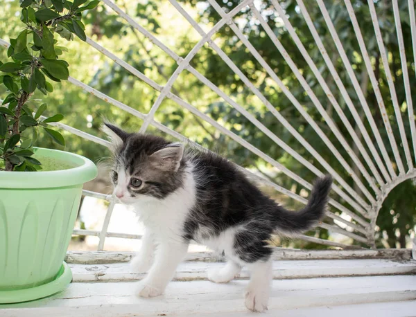 Kitten Window Little Cute Gray White Black Design — Stock Photo, Image