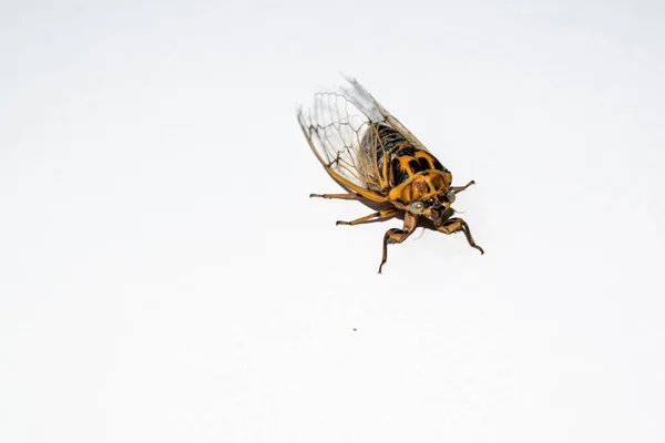 Cicada Zpívá Velkou Mouchu Velký Hmyz Létá Průhlednými Křídly Izolovanými — Stock fotografie