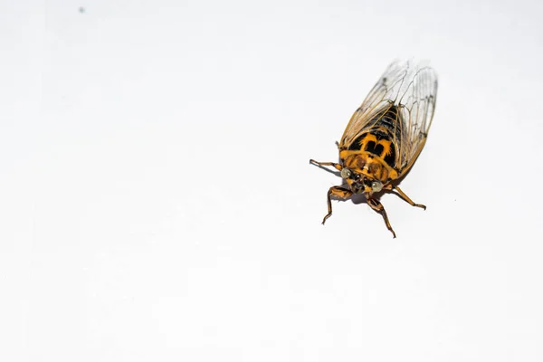 Cicada büyük bir sinek şarkı büyük bir böcek tasarım için beyaz bir arka plan üzerinde izole şeffaf kanatları ile sesler yapma sinekler