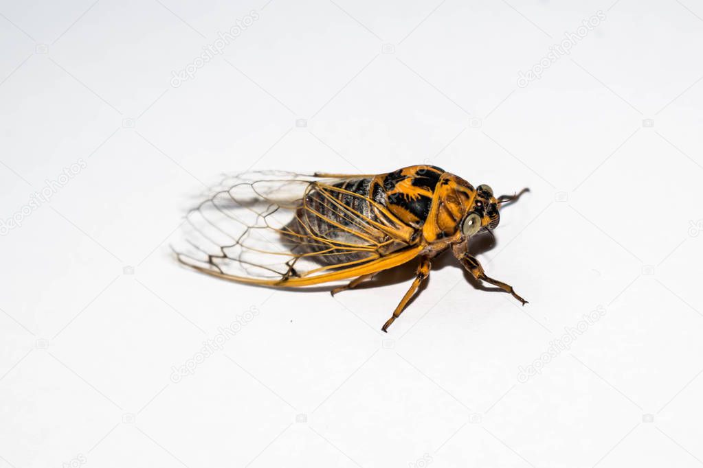 Cicada singing a big fly a large insect flies making sounds with transparent wings isolated on a white background for design