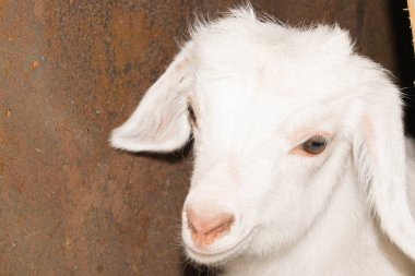 Küçük beyaz keçi çocuk komik tasarım için sevimli parmak berbat