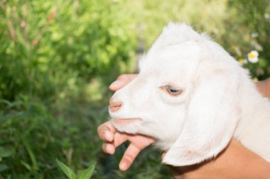 Küçük beyaz keçi çocuk komik tasarım için sevimli parmak berbat