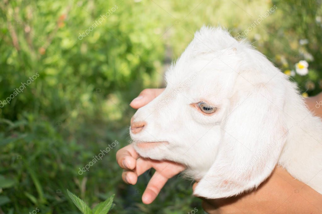 Little white goat kid funny sucks cute finger for design