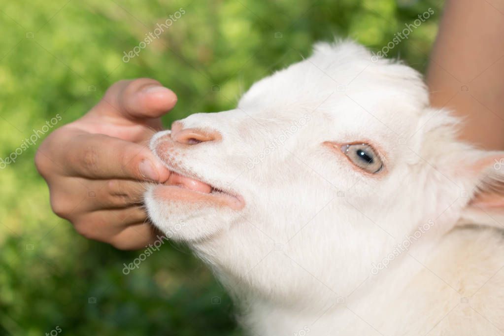 Little white goat kid funny sucks cute finger for design