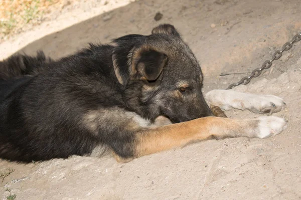 Cachorro Perro Gran Tamaño Color Marrón Con Boca Abierta Para — Foto de Stock