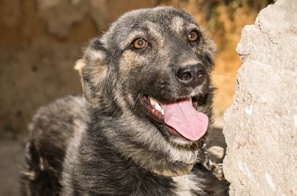 Cachorro Perro Gran Tamaño Color Marrón Con Boca Abierta Para — Foto de Stock