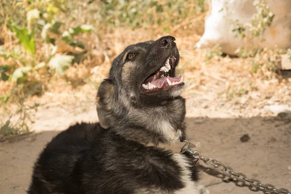 Cachorro Perro Gran Tamaño Color Marrón Con Boca Abierta Para — Foto de Stock