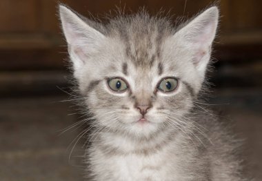 Tasarım için sevimli büyük gözleri ile Gri çizgili kedi yavrusu