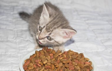 Yavru kedi tasarım kavramsal için beyaz bir arka plan üzerinde çizgili kuru kedi maması gri yiyor