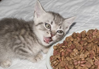 Yavru kedi tasarım kavramsal için beyaz bir arka plan üzerinde çizgili kuru kedi maması gri yiyor
