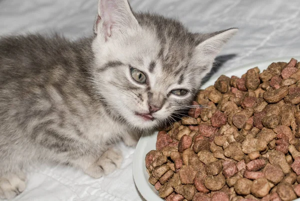 Yavru kedi tasarım kavramsal için beyaz bir arka plan üzerinde çizgili kuru kedi maması gri yiyor