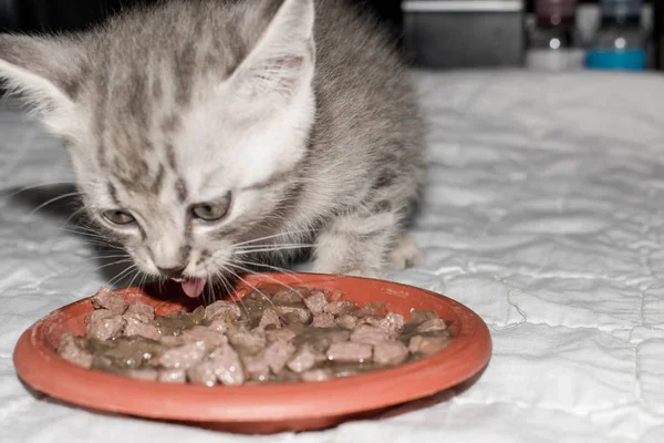 The kitten eats dry cat food gray striped on a white background for design conceptual