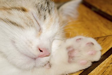 Kitten tasarım için sevimli beyaz kırmızı boyama uyku