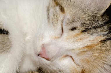 Kitten tasarım için sevimli beyaz kırmızı boyama uyku