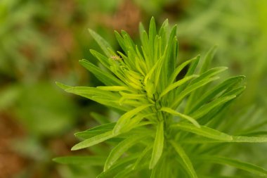Tasarım arka plan için çim yüksek yeşil bitki alanı