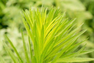 Tasarım arka plan için çim yüksek yeşil bitki alanı