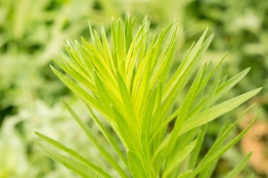 Tasarım arka plan için çim yüksek yeşil bitki alanı