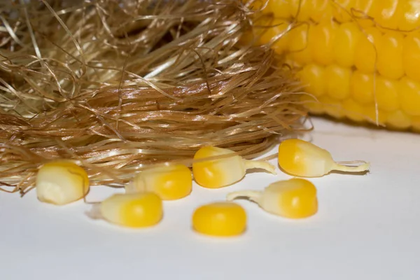 Corn stigmas of ripe yellow corn on reduced background for design