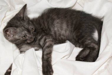 Tasarım için açık beyaz arka planda küçük sevimli komik kedi yavrusu