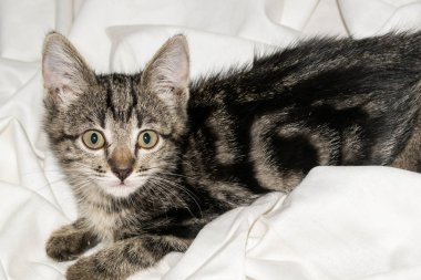 Tasarım için açık beyaz arka planda küçük sevimli komik kedi yavrusu