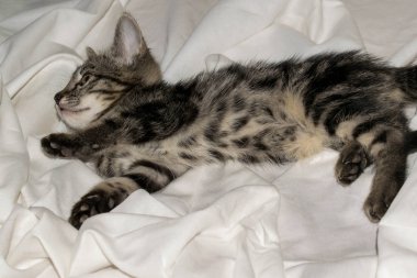 Tasarım için açık beyaz arka planda küçük sevimli komik kedi yavrusu