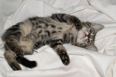 Tasarım için açık beyaz arka planda küçük sevimli komik kedi yavrusu