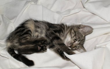 Tasarım için açık beyaz arka planda küçük sevimli komik kedi yavrusu