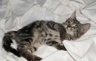 Tasarım için açık beyaz arka planda küçük sevimli komik kedi yavrusu