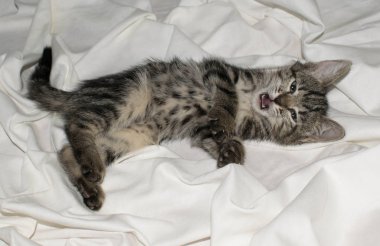 Tasarım için açık beyaz arka planda küçük sevimli komik kedi yavrusu