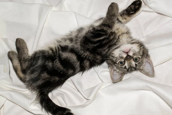 Pequeno Gatinho Engraçado Bonito Fundo Branco Claro Para Projeto — Fotografia de Stock