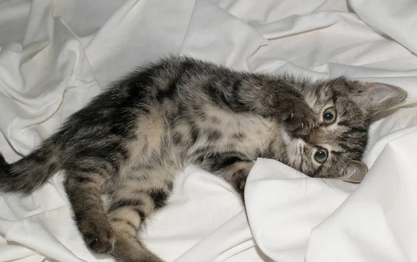 Tasarım için açık beyaz arka planda küçük sevimli komik kedi yavrusu