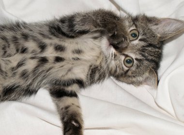 Tasarım için açık beyaz arka planda küçük sevimli komik kedi yavrusu