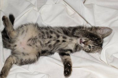 Tasarım için açık beyaz arka planda küçük sevimli komik kedi yavrusu