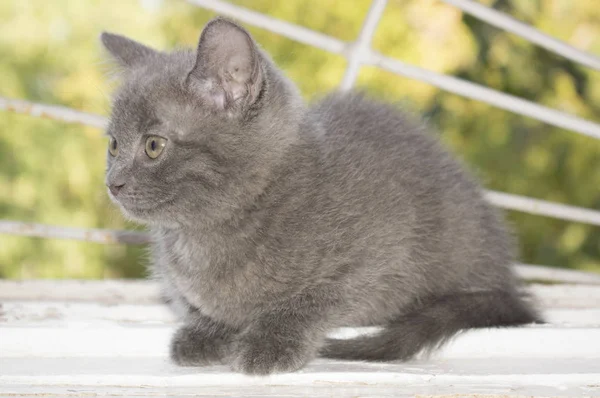 Chaton Sur Fenêtre Est Gris Foncé Couleur Gris Moelleux Pour — Photo