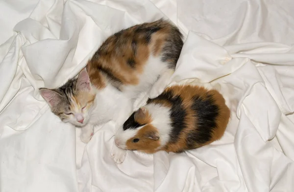 Tasarım için beyaz arka planda Gine domuzu ve Kitten küçük Tricolor beyaz kırmızı
