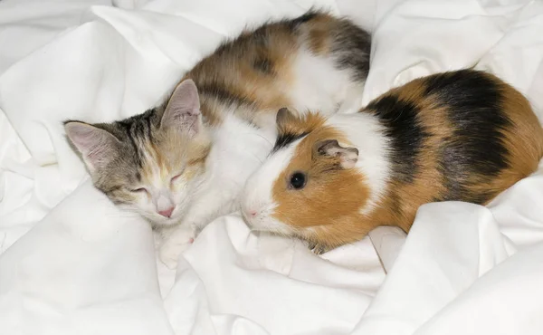 Tasarım için beyaz arka planda Gine domuzu ve Kitten küçük Tricolor beyaz kırmızı