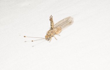 Karınca aslanları böcek ailesi dört kanatlı yusufçuk böceklerin retina düzeninden