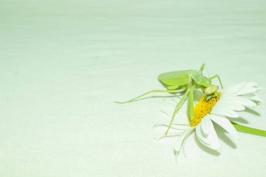 Peygamber devesi, gerçek peygamberdesi ailesinden gelen yeşil bir böcektir. Tasarım için degrade arka plan üzerinde yiyecek kapma için uyarlanmış ön uzuvları ile büyük yırtıcı böcek.