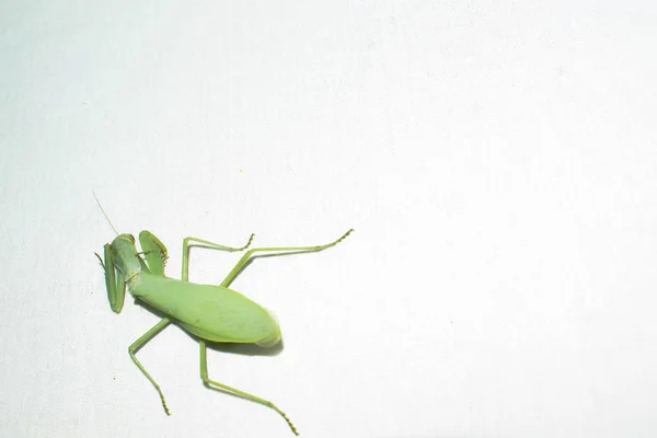 Praying mantis is a green insect from the family of real mantis. Large predatory insect with front limbs adapted for grabbing food on a gradient background for design.