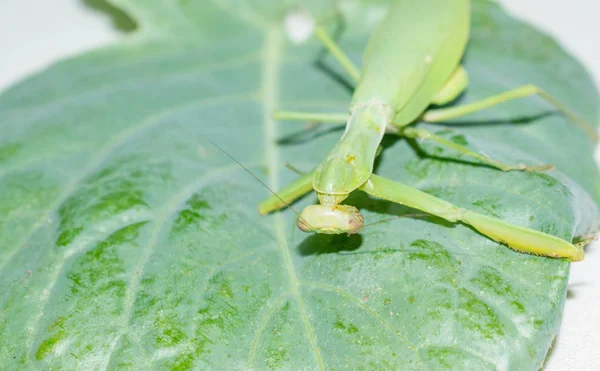 Praying mantis is a green insect from the family of real mantis. Large predatory insect with front limbs adapted for grabbing food on a gradient background for design.