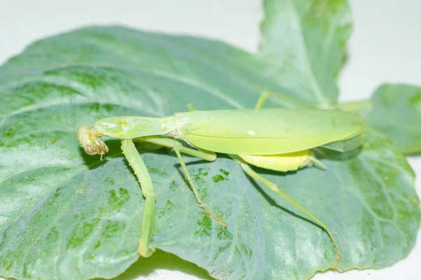 Mante Priante Est Insecte Vert Famille Des Vraies Mantes Grand — Photo