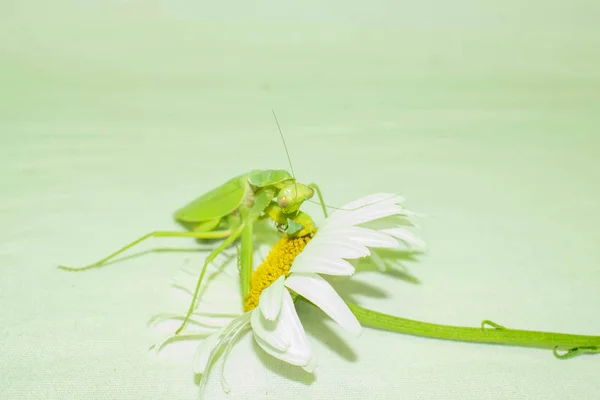 Praying mantis is a green insect from the family of real mantis. Large predatory insect with front limbs adapted for grabbing food on a gradient background for design.