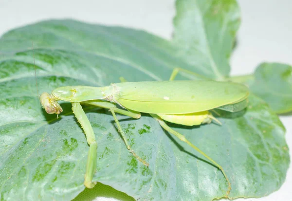 Praying mantis is a green insect from the family of real mantis. Large predatory insect with front limbs adapted for grabbing food on a gradient background for design.