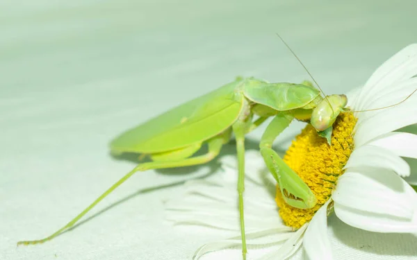 カマキリを祈ることは 本物のカマキリの家族からの緑の昆虫です デザインのための勾配の背景に食べ物をつかむために適応した前肢を持つ大きな捕食昆虫 — ストック写真