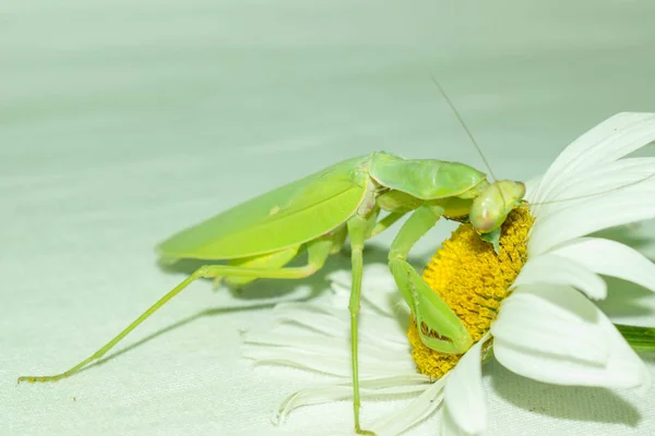 Praying mantis is a green insect from the family of real mantis. Large predatory insect with front limbs adapted for grabbing food on a gradient background for design.