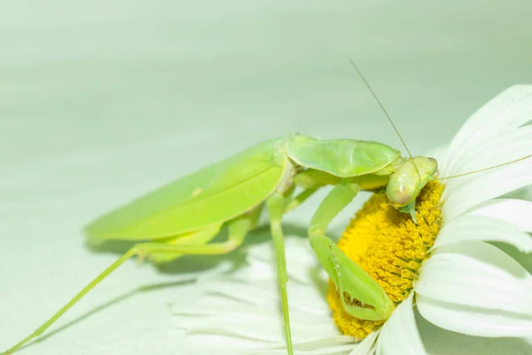 Praying mantis is a green insect from the family of real mantis. Large predatory insect with front limbs adapted for grabbing food on a gradient background for design.