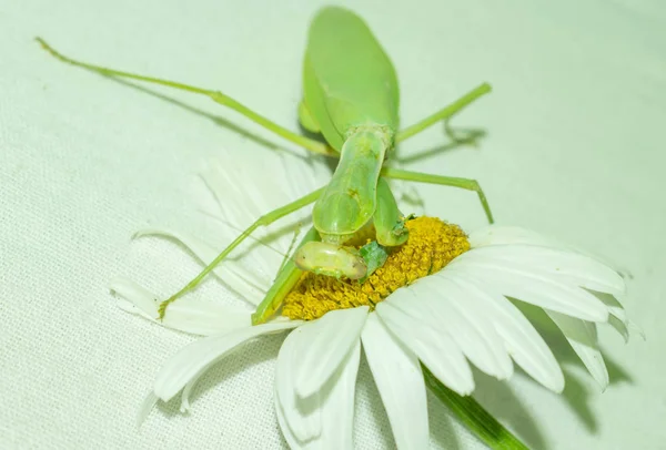 Praying mantis is a green insect from the family of real mantis. Large predatory insect with front limbs adapted for grabbing food on a gradient background for design.